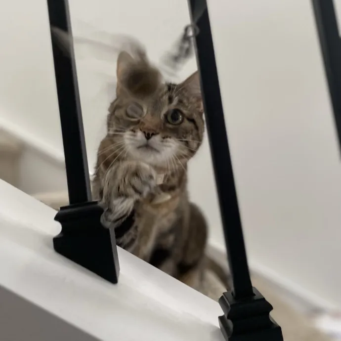 Purrfessional Cat Care - Made To Meet Your Kitty Sitting Needs