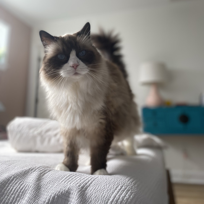 Julie's Purrfessional Cat Care