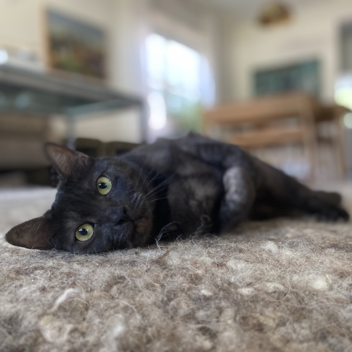 Julie's Purrfessional Cat Care