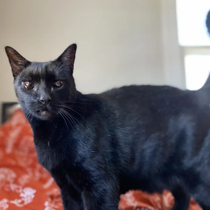 Purrfessional Cat Care - Made To Meet Your Kitty Sitting Needs