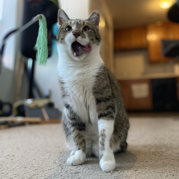 Julie's Purrfessional Cat Care