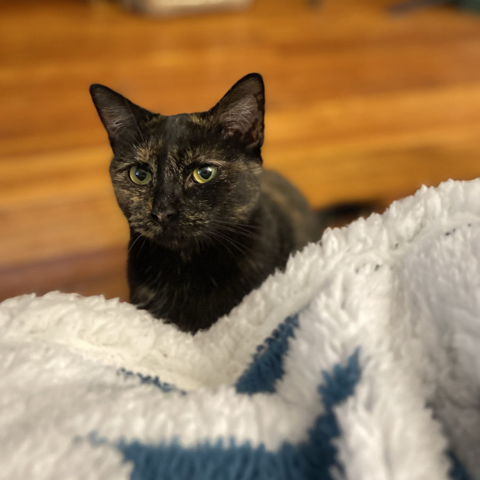 Julie's Purrfessional Cat Care