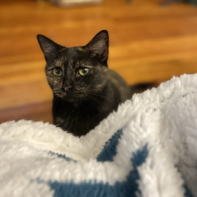 Purrfessional Cat Care - Made To Meet Your Kitty Sitting Needs