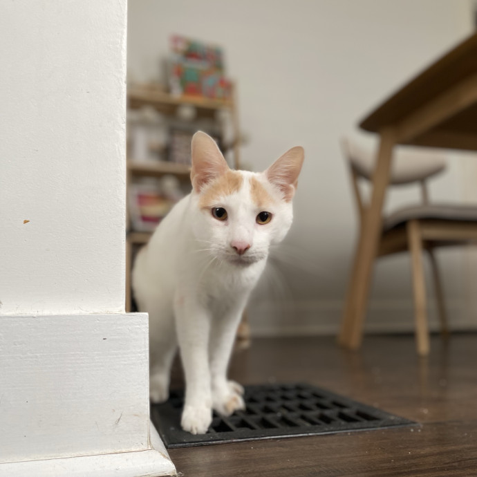 Julie's Purrfessional Cat Care
