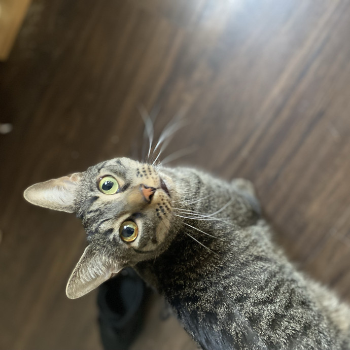 Julie's Purrfessional Cat Care