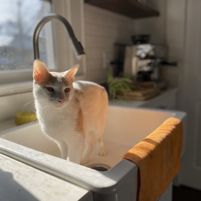 Julie's Purrfessional Cat Care