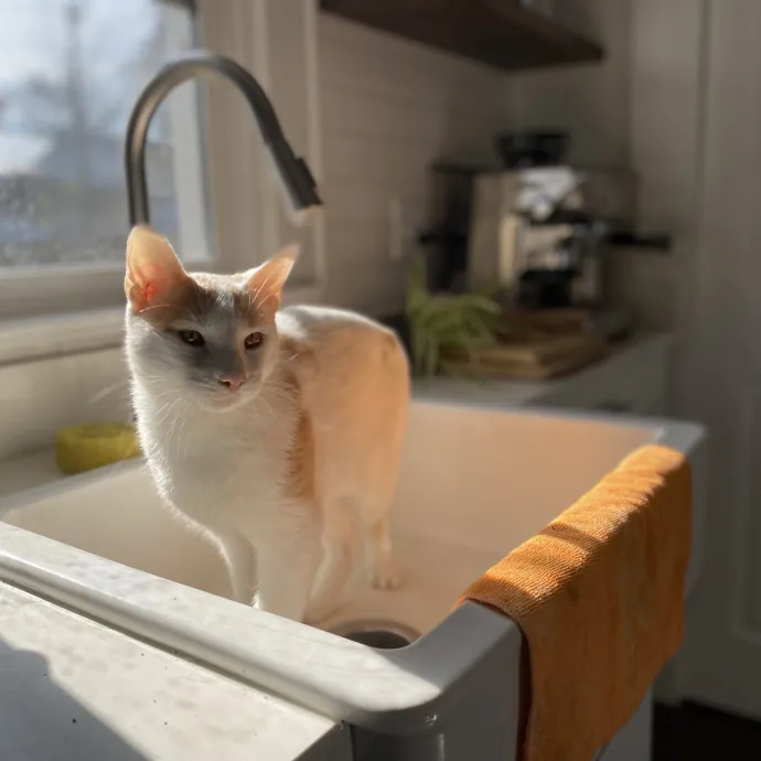 Purrfessional Cat Care - Made To Meet Your Kitty Sitting Needs