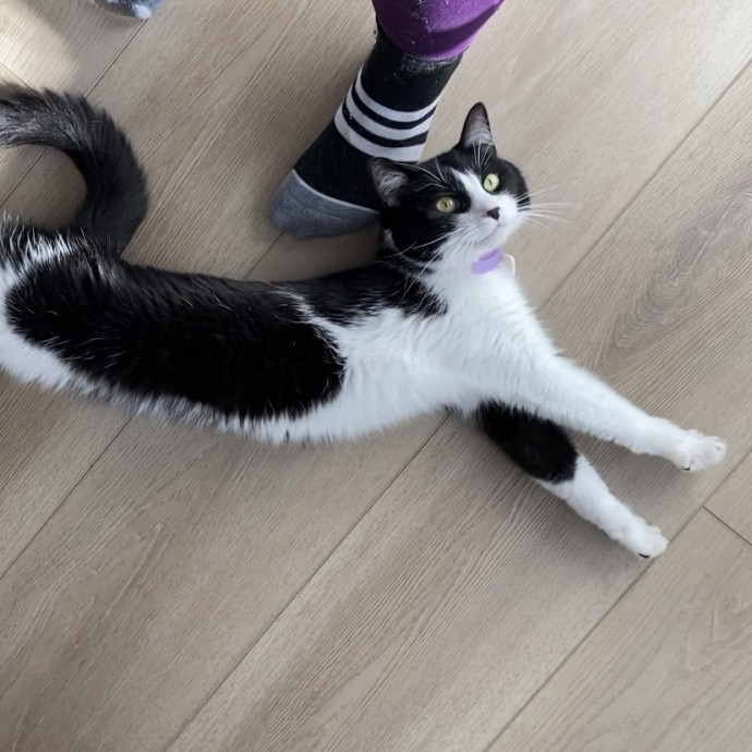 Julie's Purrfessional Cat Care