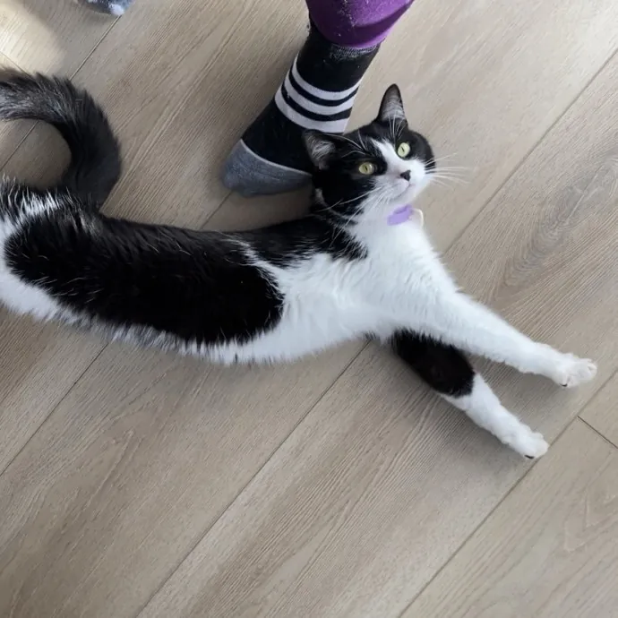 Purrfessional Cat Care - Made To Meet Your Kitty Sitting Needs