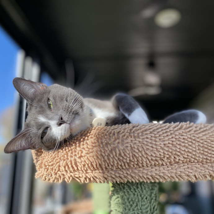 Julie's Purrfessional Cat Care