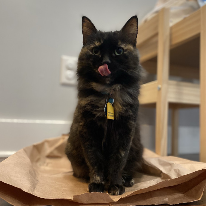 Julie's Purrfessional Cat Care