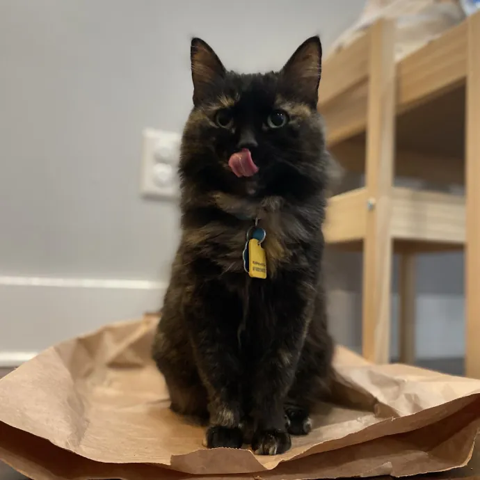 Purrfessional Cat Care - Made To Meet Your Kitty Sitting Needs