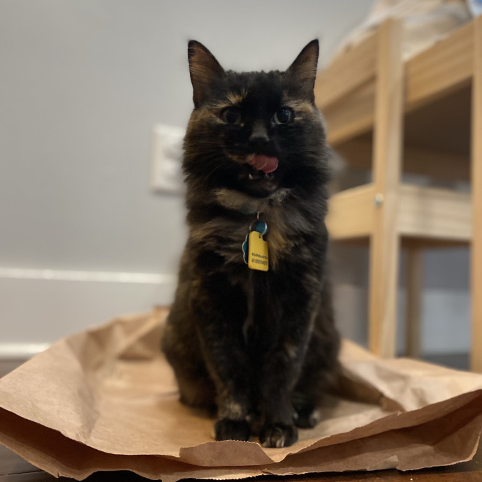Julie's Purrfessional Cat Care