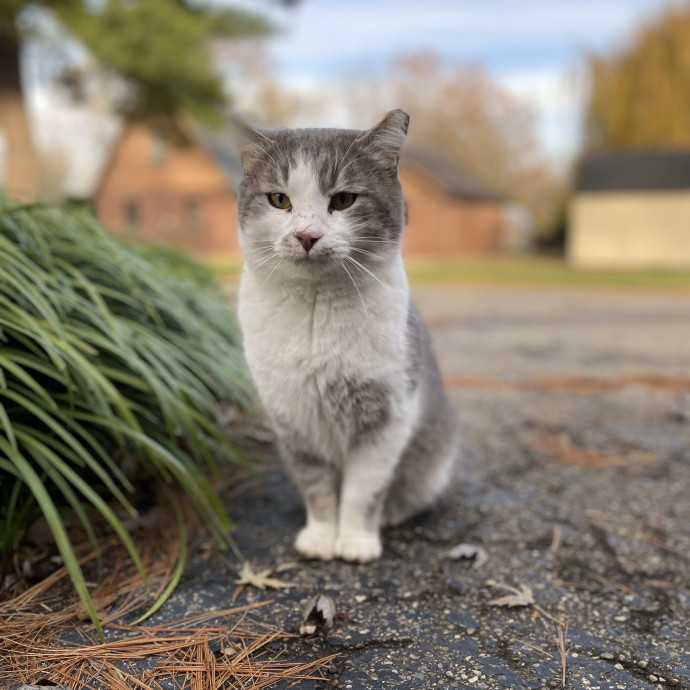 Julie's Purrfessional Cat Care