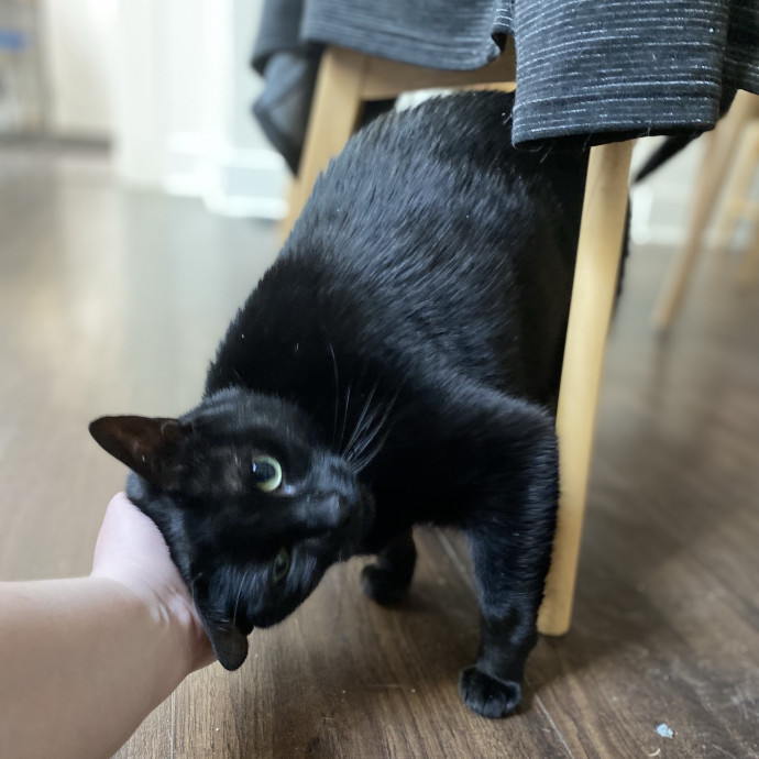 Julie's Purrfessional Cat Care