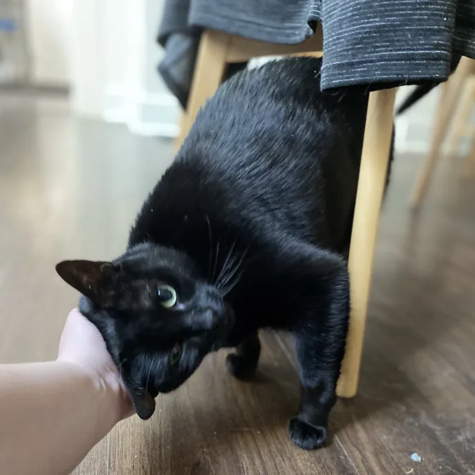 Purrfessional Cat Care - Made To Meet Your Kitty Sitting Needs