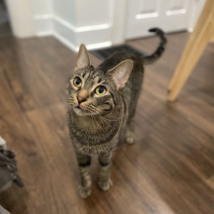 Julie's Purrfessional Cat Care