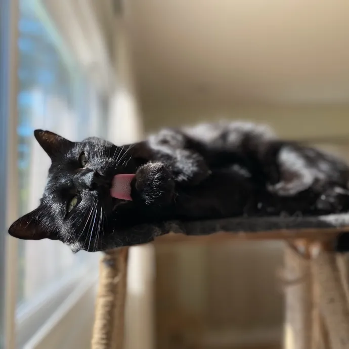 Purrfessional Cat Care - Made To Meet Your Kitty Sitting Needs