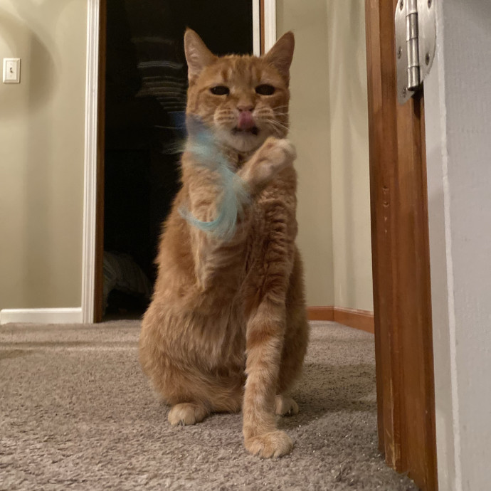Julie's Purrfessional Cat Care