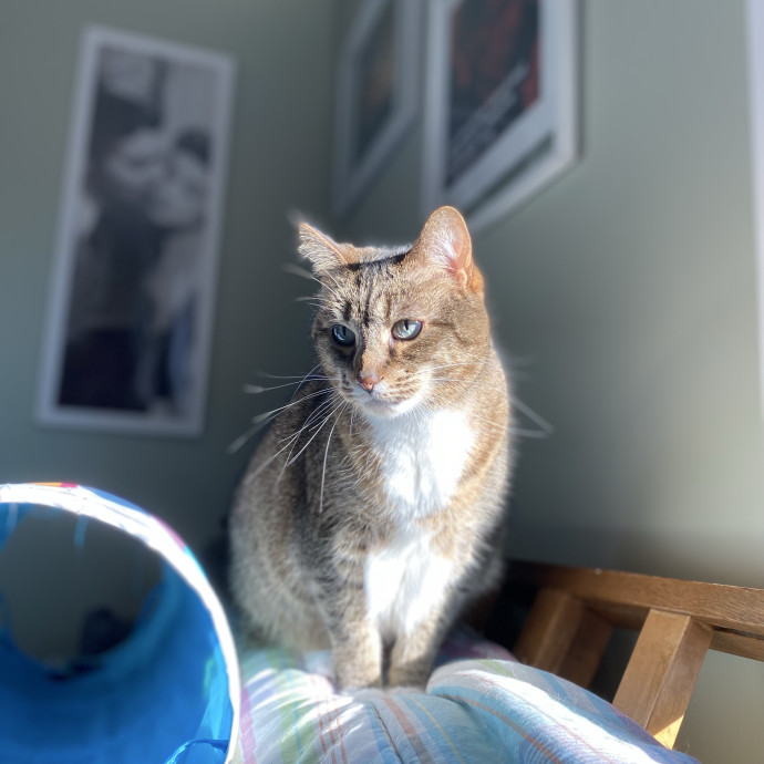 Julie's Purrfessional Cat Care