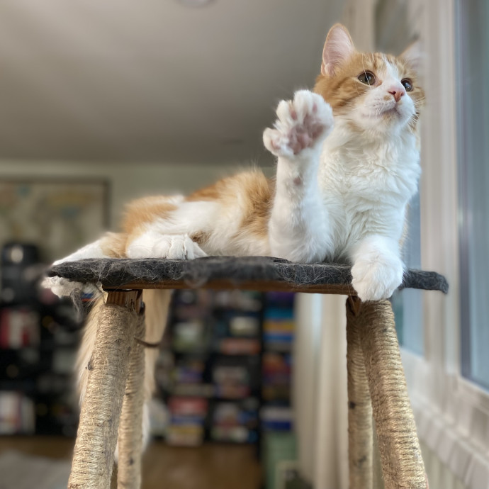 Julie's Purrfessional Cat Care