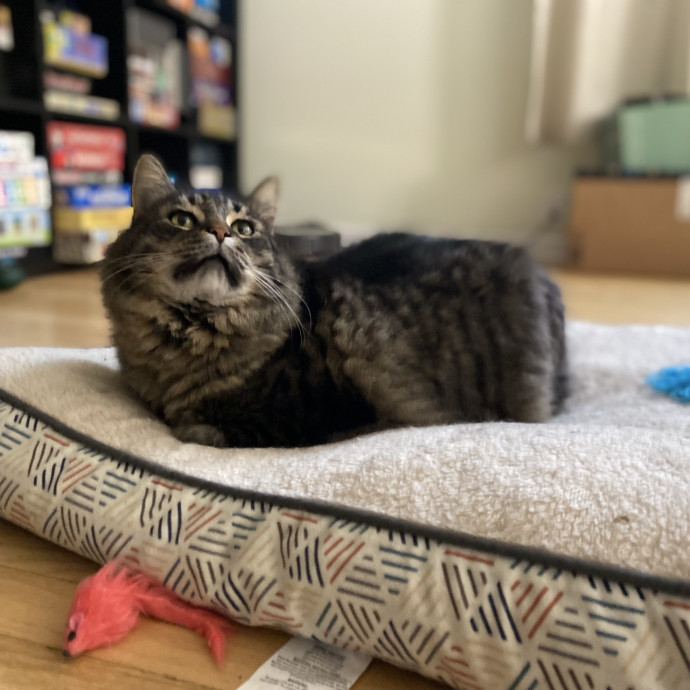 Julie's Purrfessional Cat Care