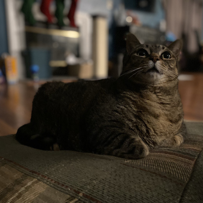 Julie's Purrfessional Cat Care