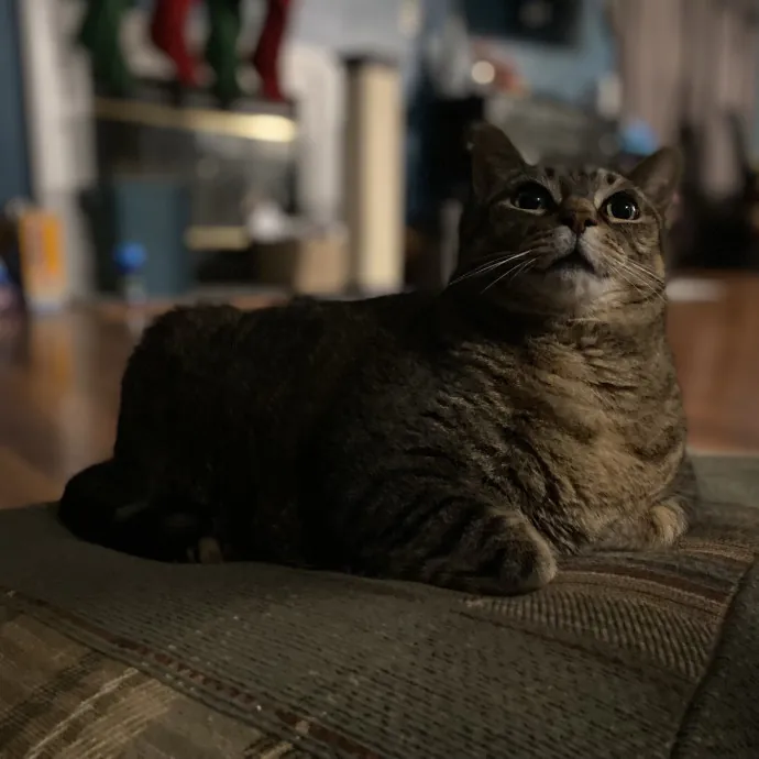 Purrfessional Cat Care - Made To Meet Your Kitty Sitting Needs