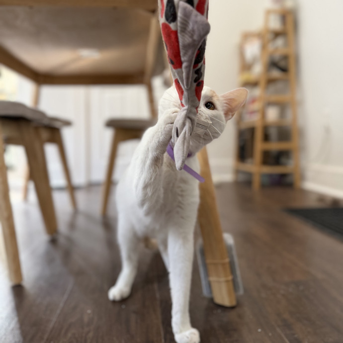 Julie's Purrfessional Cat Care