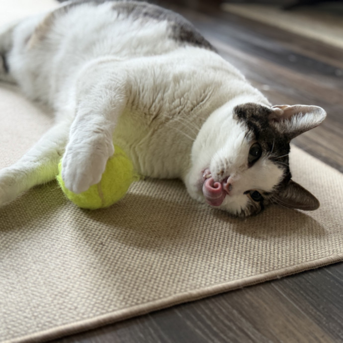 Julie's Purrfessional Cat Care