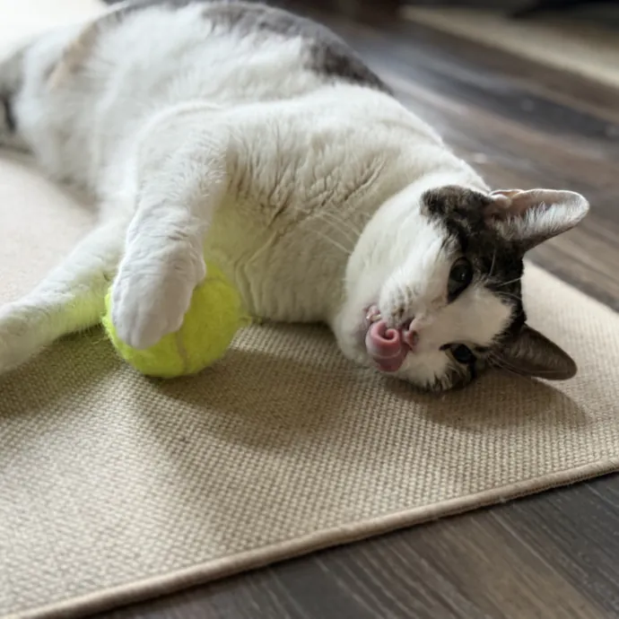 Purrfessional Cat Care - Made To Meet Your Kitty Sitting Needs