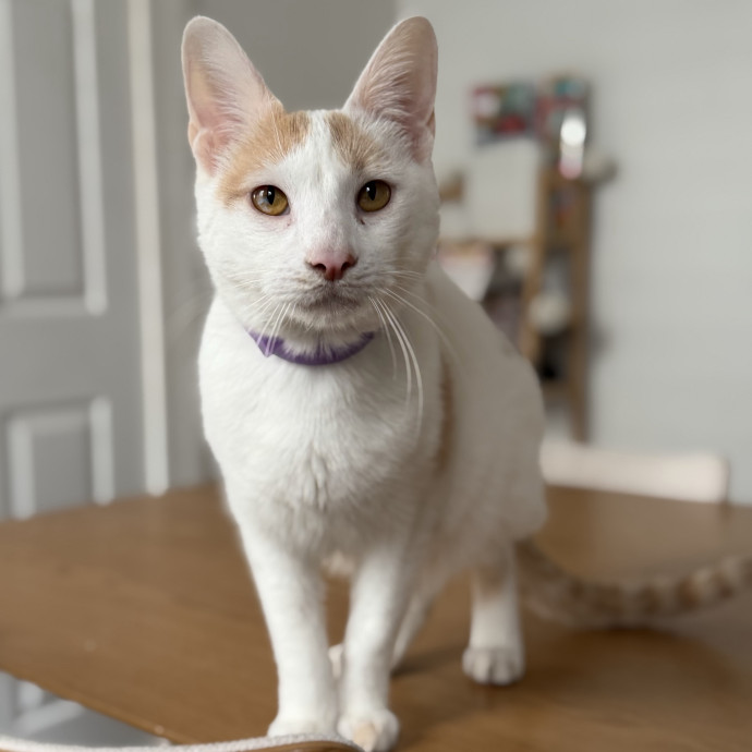 Julie's Purrfessional Cat Care