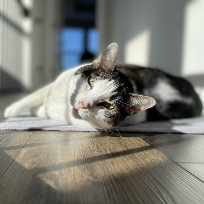 Julie's Purrfessional Cat Care