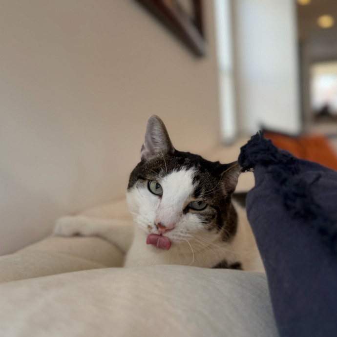 Julie's Purrfessional Cat Care