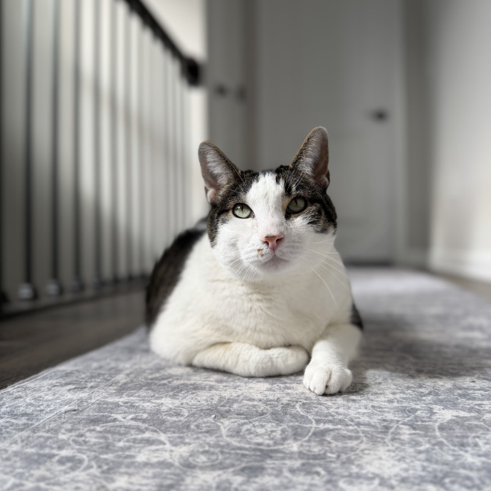 Julie's Purrfessional Cat Care