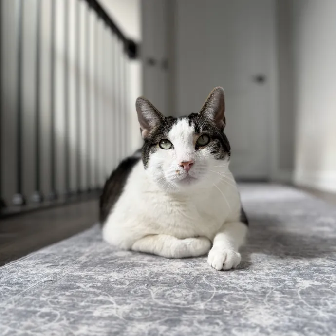 Purrfessional Cat Care - Made To Meet Your Kitty Sitting Needs