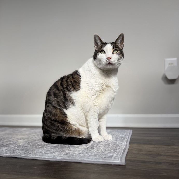 Julie's Purrfessional Cat Care