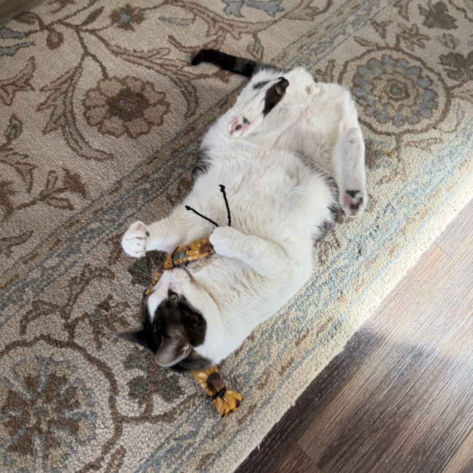 Julie's Purrfessional Cat Care