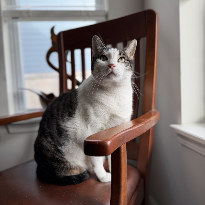 Julie's Purrfessional Cat Care