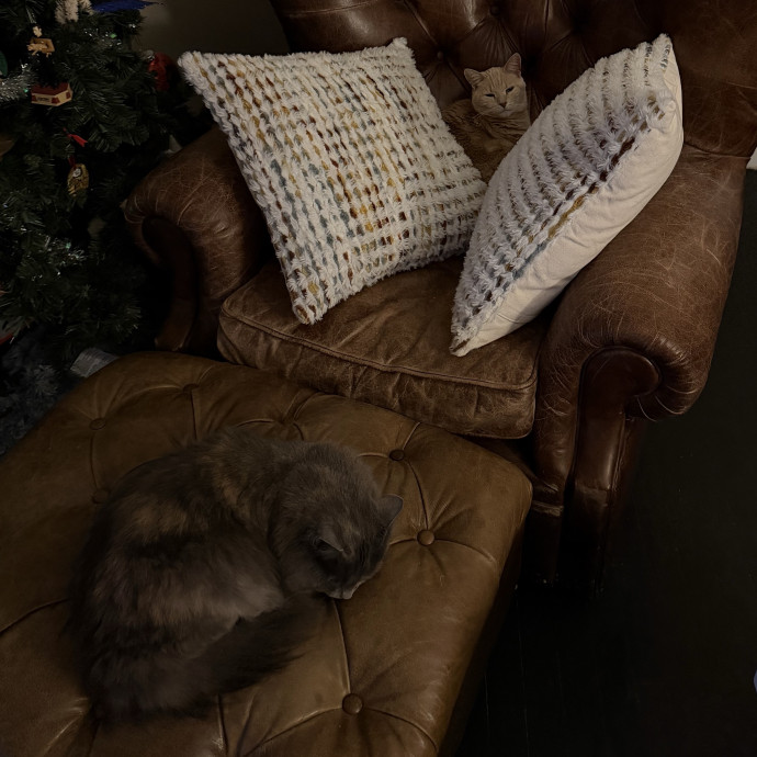 Julie's Purrfessional Cat Care