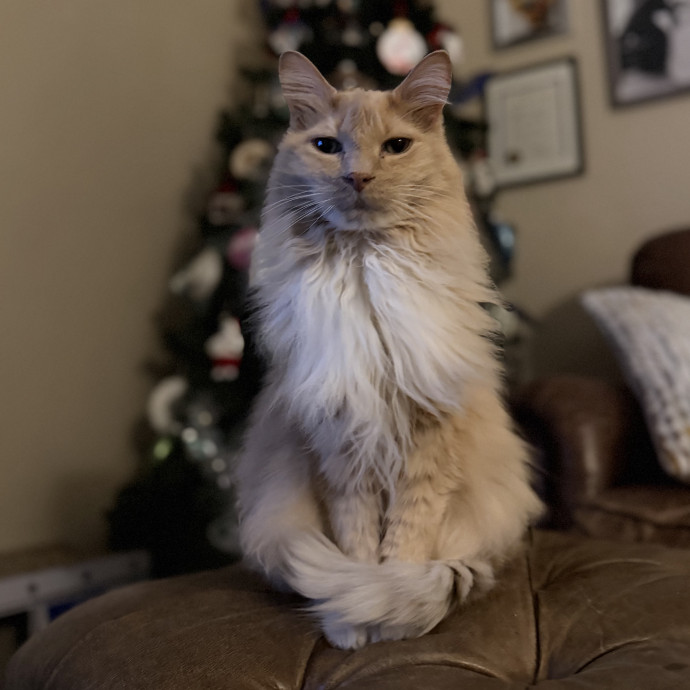 Julie's Purrfessional Cat Care