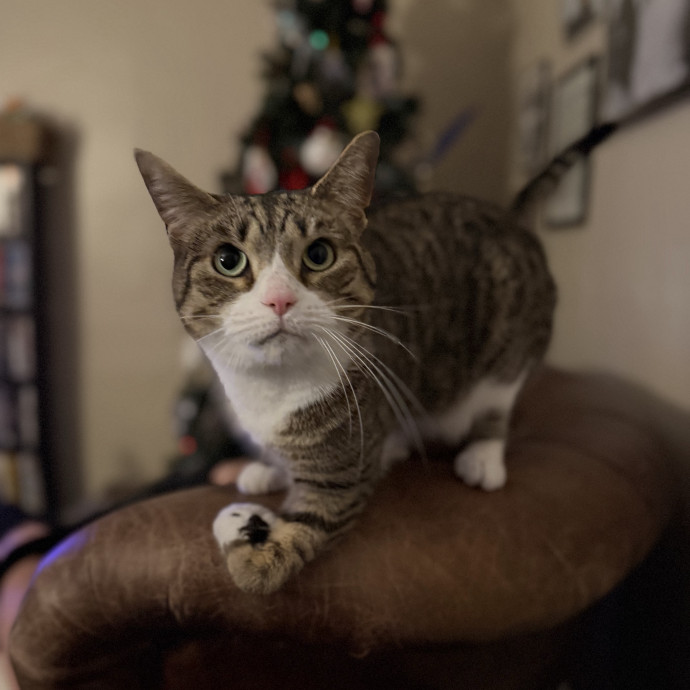 Julie's Purrfessional Cat Care