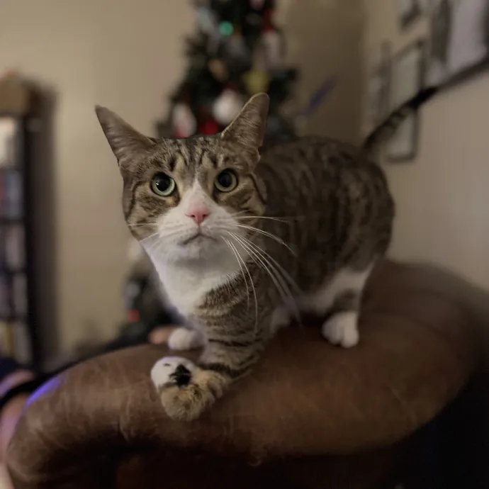 Purrfessional Cat Care - Made To Meet Your Kitty Sitting Needs