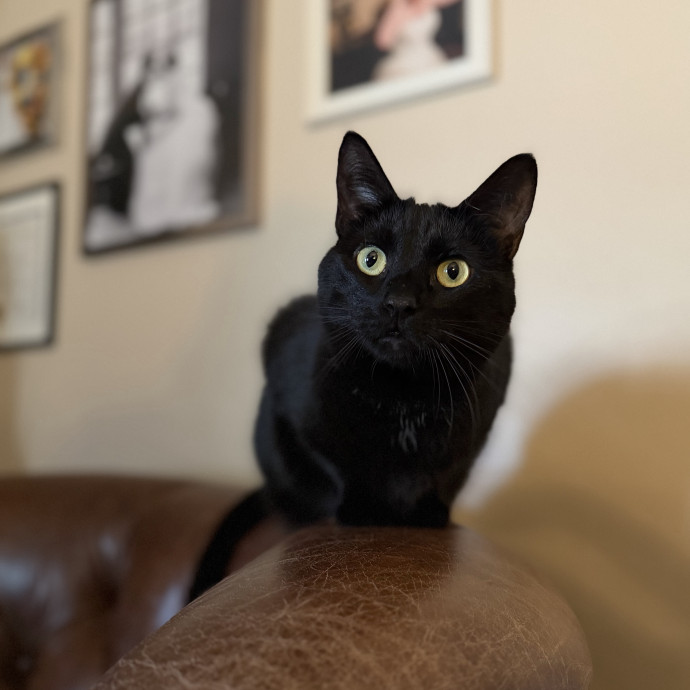Julie's Purrfessional Cat Care