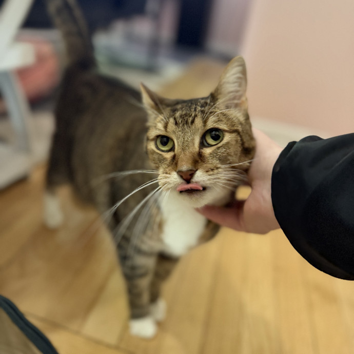 Julie's Purrfessional Cat Care