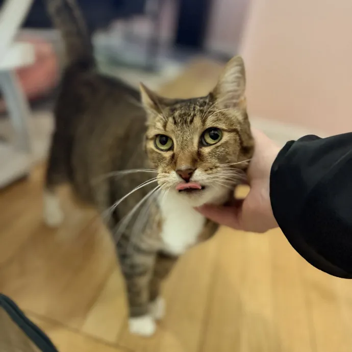 Purrfessional Cat Care - Made To Meet Your Kitty Sitting Needs