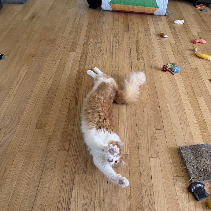 Julie's Purrfessional Cat Care
