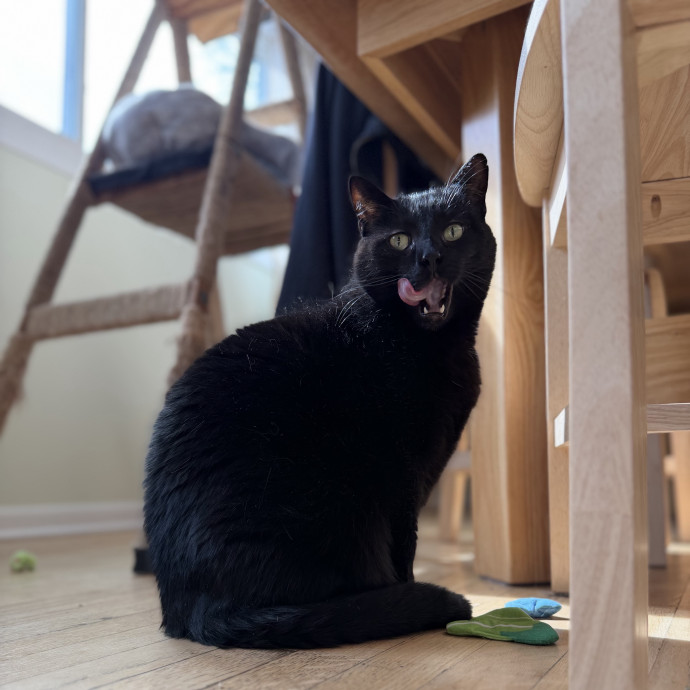 Julie's Purrfessional Cat Care