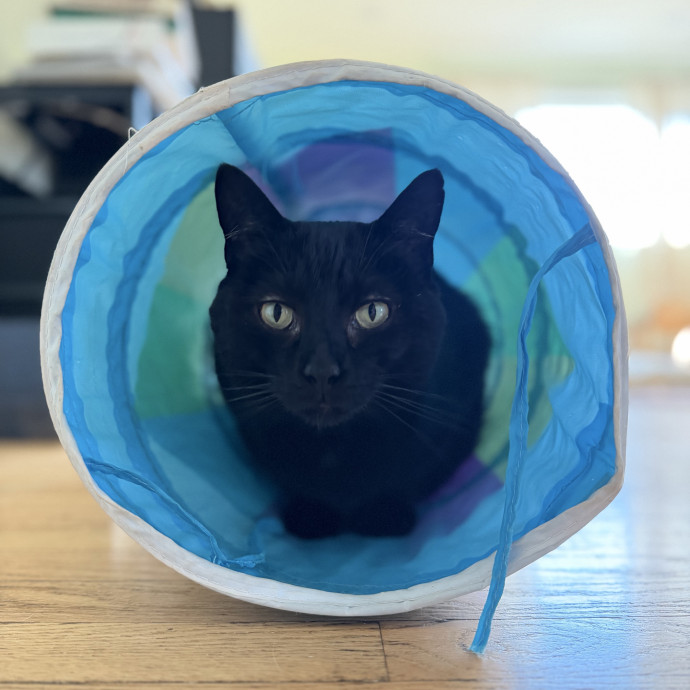 Julie's Purrfessional Cat Care