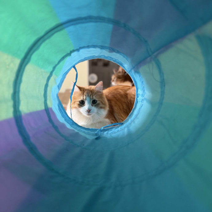 Julie's Purrfessional Cat Care